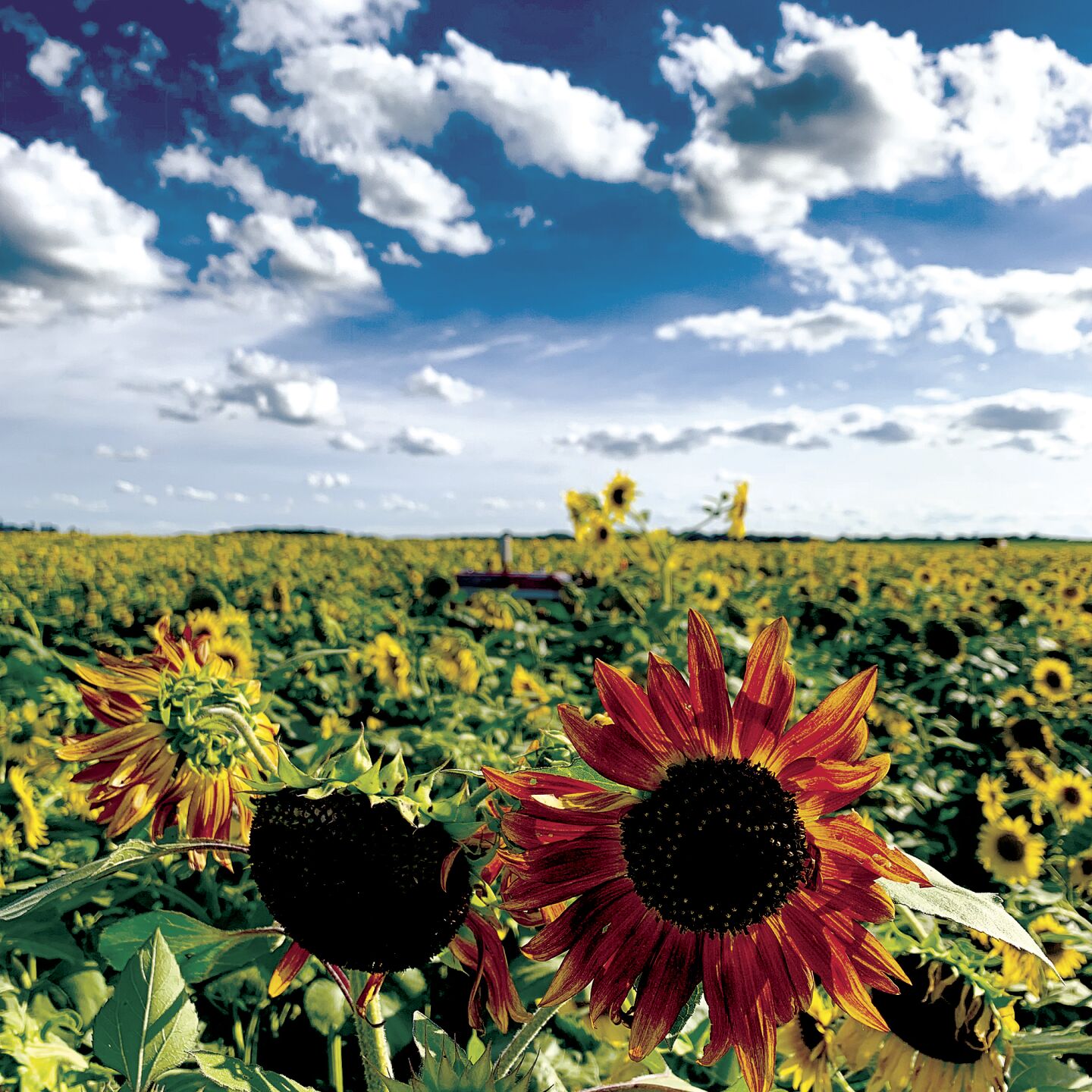 Red sunflower?